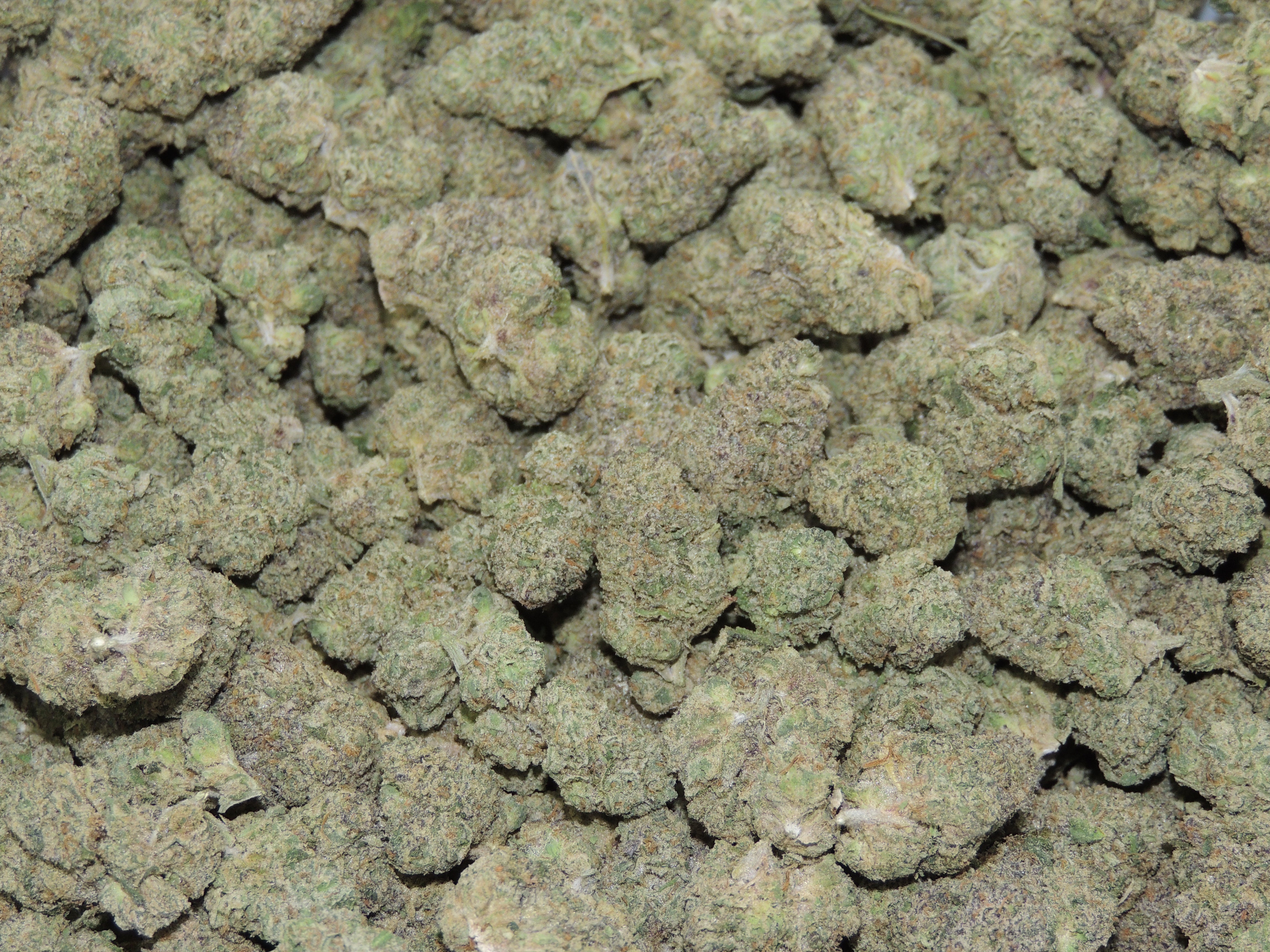 Sherb Cream Pie - Full Buds