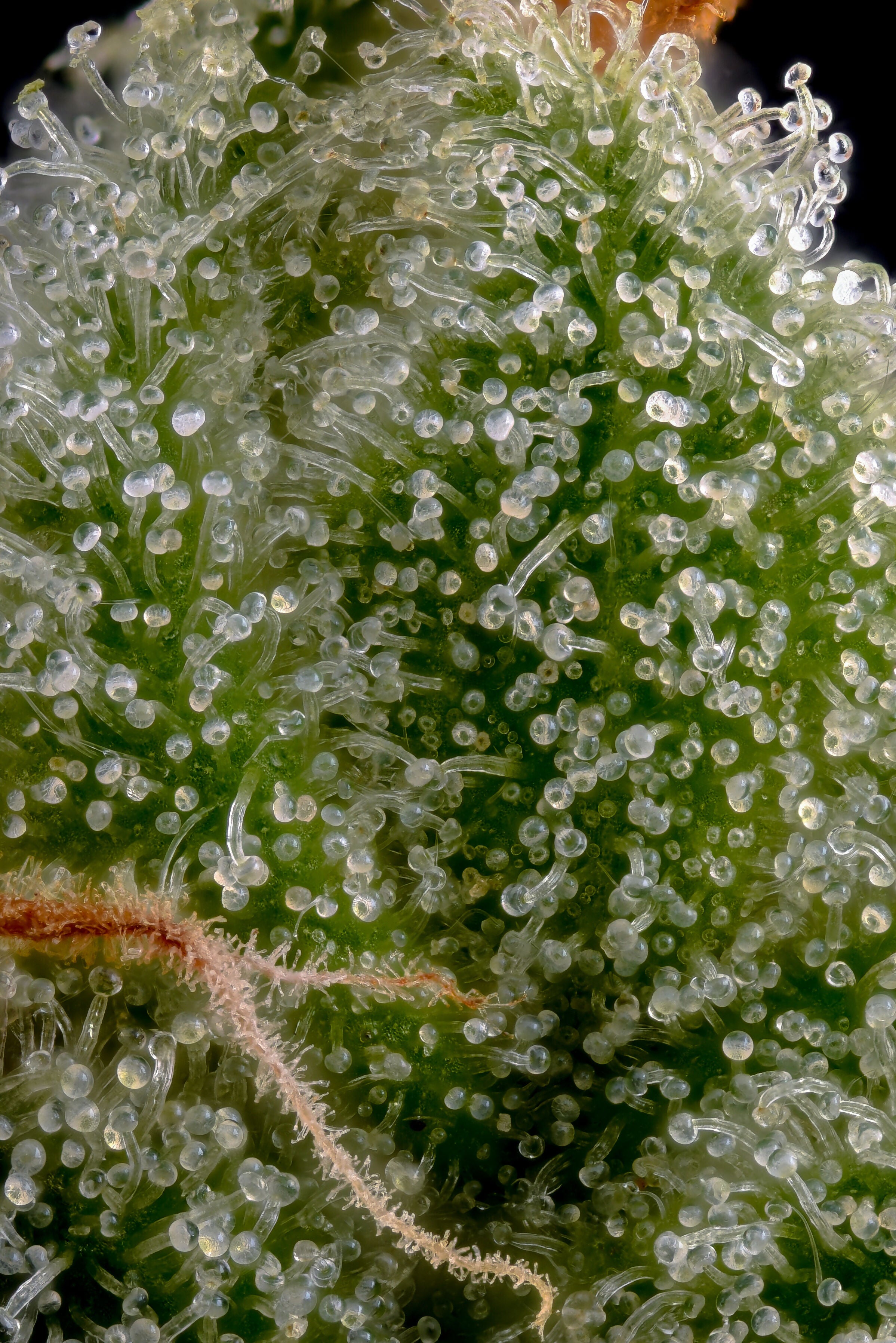 Doobiebird Daydream Premium Flower