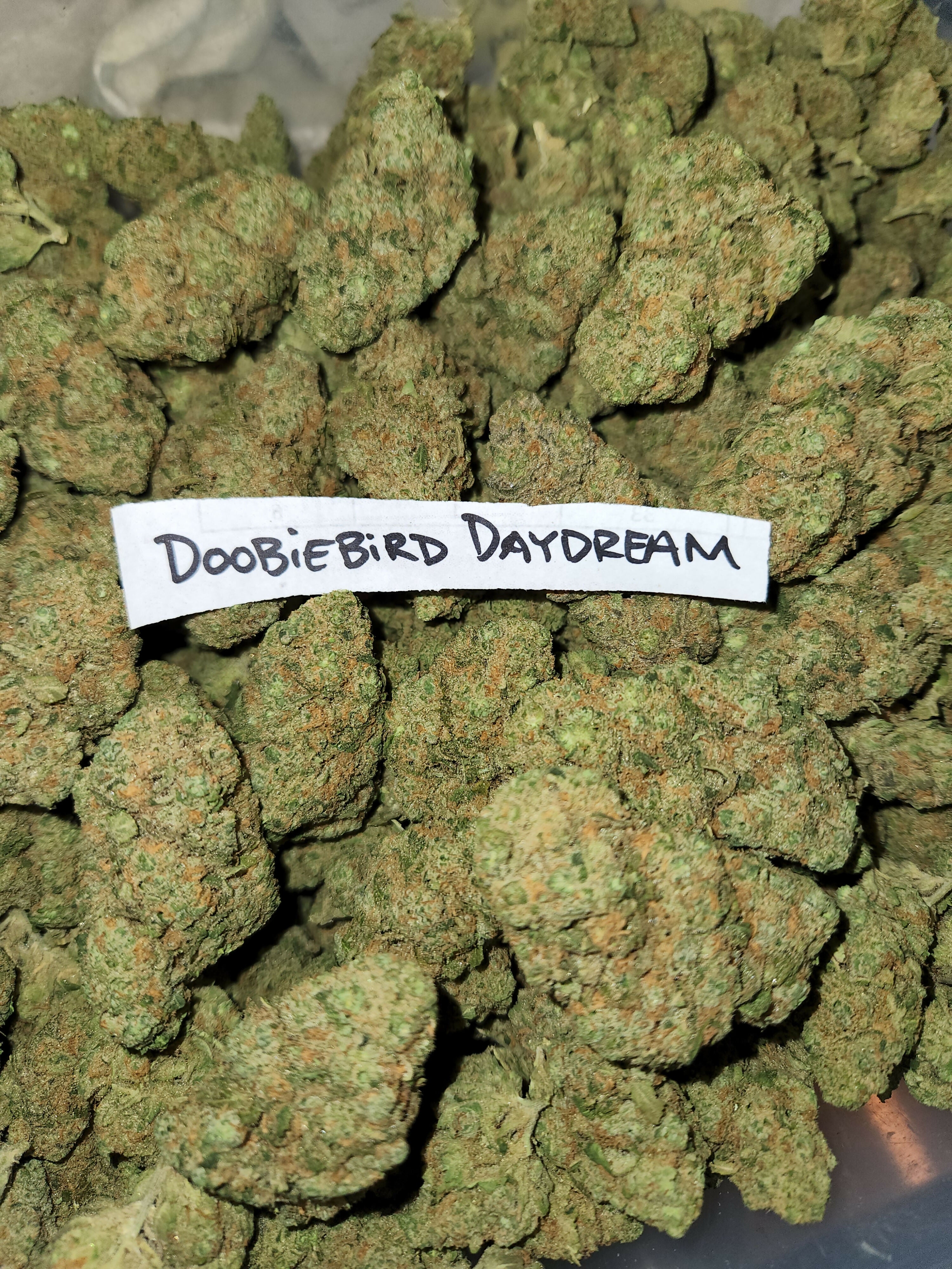 Doobiebird Daydream Premium Flower