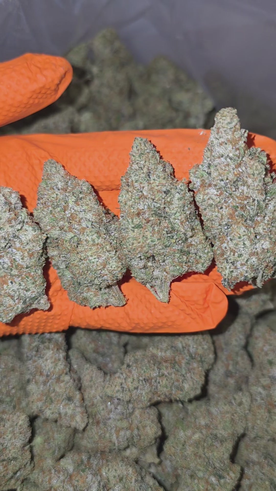 Load video: Apricot Scone