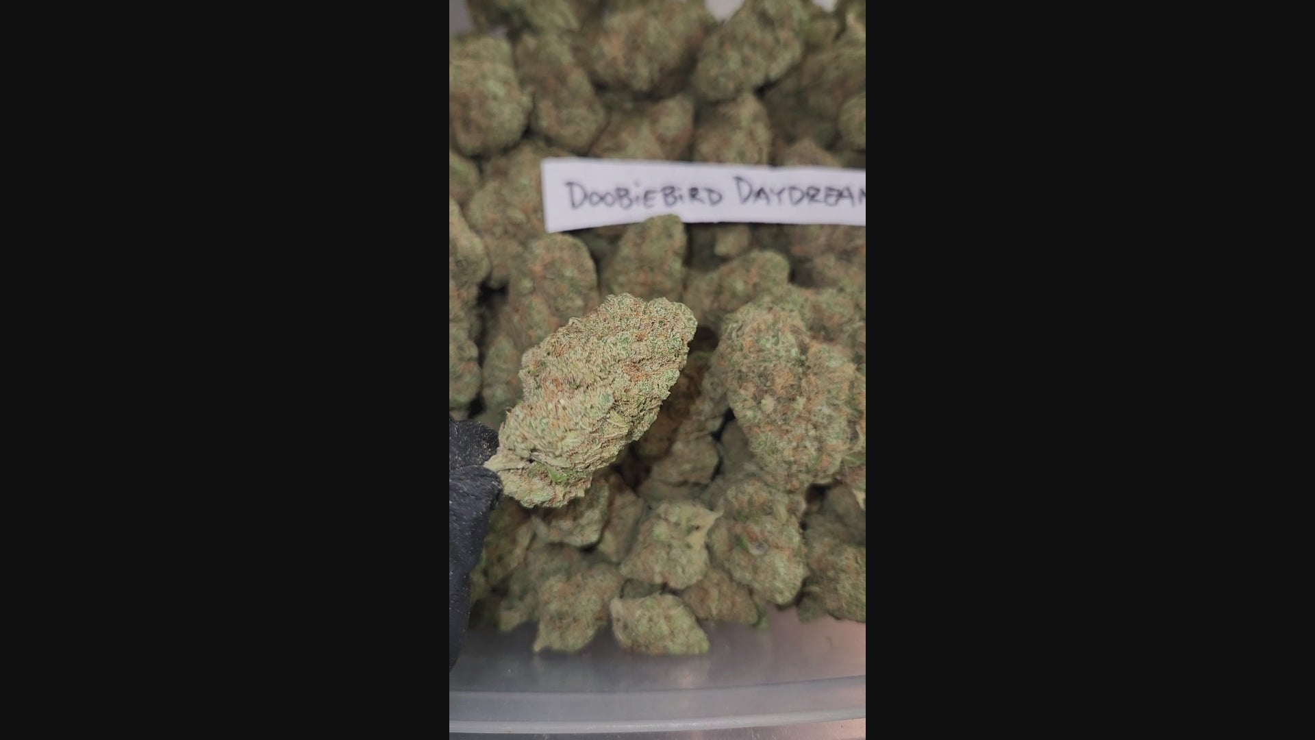 Load video: Doobiebird Daydream Premium Flower