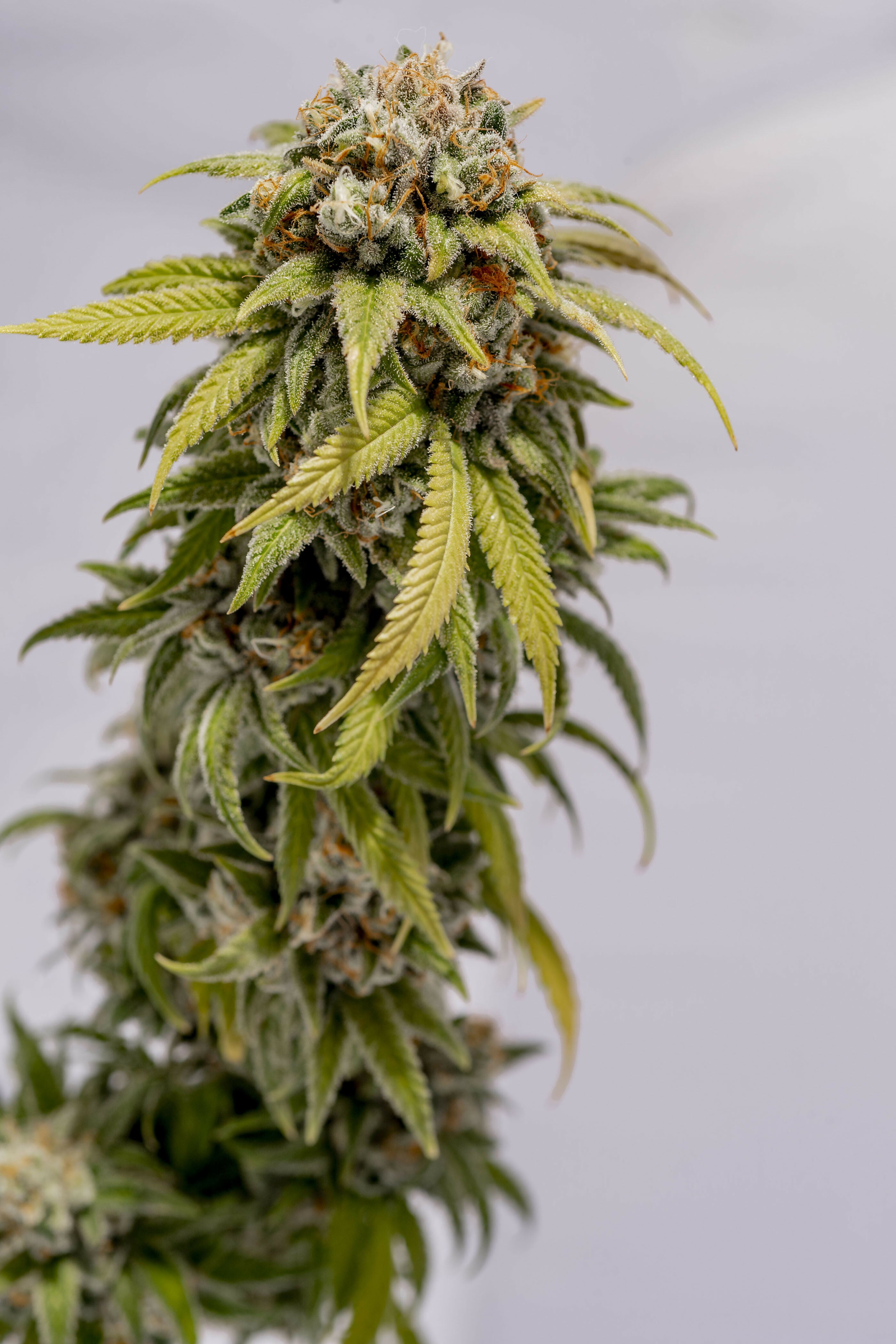 Doobiebird Daydream Premium Flower